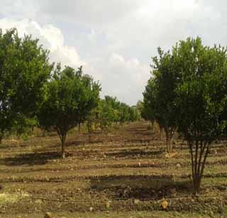 Out of 300 hectares orange producers | ३00 हेक्टरवरील संत्रा उत्पादक संकटात