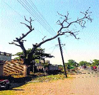 Drying plants dangerous | वाळलेली झाडे धोकादायक