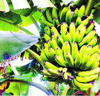 Banana is missing from the Horticulture scheme | फळबाग योजनेतून केळी गायब Banana is missing from the Horticulture scheme | फळबाग योजनेतून केळी गायब