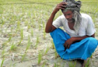 In the victims of the victim | बळीराजा संकटात