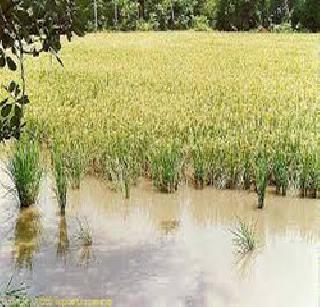 Sea water on paddy fields | भातशेतीवर समुद्राचे पाणी Sea water on paddy fields | भातशेतीवर समुद्राचे पाणी