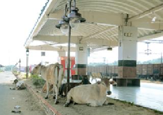 Staying ... Home Platform: | मुक्काम...होम प्लॅटफॉर्म :