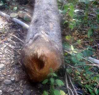 Slaughter of teak trees in Wan, Barukheda, Ziri area | वान, बारूखेडा, झरी परिसरात सागवान झाडांची कत्तल