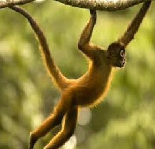 Gaujaad in Thane Thousand | कोट्यवधींची स्पेंडर माकडे विकणारे ठाण्यात गजाआड Gaujaad in Thane Thousand | कोट्यवधींची स्पेंडर माकडे विकणारे ठाण्यात गजाआड