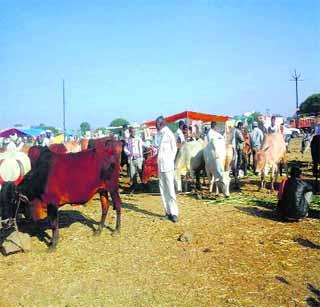 Livestock crisis in Washim district! | वाशिम जिल्ह्यातील पशुधन संकटात ! Livestock crisis in Washim district! | वाशिम जिल्ह्यातील पशुधन संकटात !