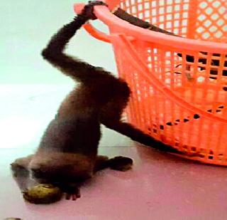 Freedom of Slender Lawris Monkeys | स्लेंडर लॉरीस माकडाची मुक्तता