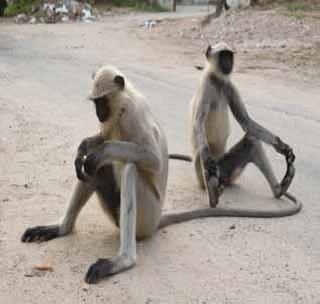 The fog of fifteen days | १५ दिवसापासून वानराचा धुमाकूळ The fog of fifteen days | १५ दिवसापासून वानराचा धुमाकूळ