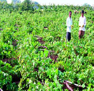 Emergency crisis in the state | राज्यावर अवकाळी संकट Emergency crisis in the state | राज्यावर अवकाळी संकट