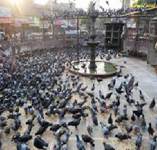 One crores for the cemetery repair | कबुतरखान्याच्या दुरुस्तीस एक कोटी