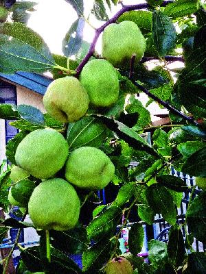 Healthy Apple Bore | आरोग्यदायी अ‍ॅपल बोर