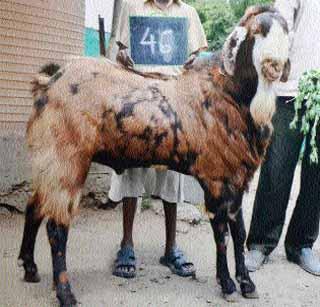 Loinar's go to Dubai demand! | लोणारच्या बोकडाला दुबईत मागणी !