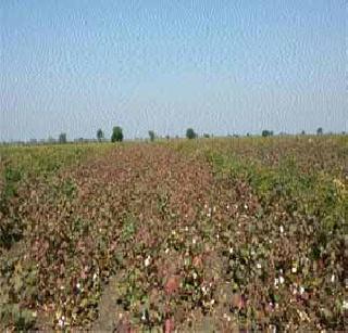 Against the threat of farmers! | शेतक-यांवर पुन्हा अस्मानी संकट!