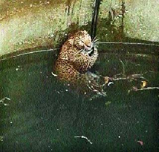 Success of one and a half hours: Forest department employees saved Pran | दीड तासाच्या प्रयत्नांना यश : वन विभागाच्या कर्मचाऱ्यांनी वाचविले प्राण Success of one and a half hours: Forest department employees saved Pran | दीड तासाच्या प्रयत्नांना यश : वन विभागाच्या कर्मचाऱ्यांनी वाचविले प्राण