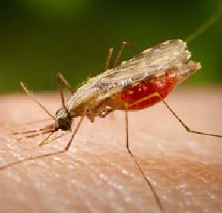 Citizen stricken due to mosquito infestation | डासांच्या प्रादुर्भावामुळे नागरिक त्रस्त Citizen stricken due to mosquito infestation | डासांच्या प्रादुर्भावामुळे नागरिक त्रस्त