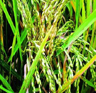 Purchase 23 thousand quintals of rice! | २३ हजार क्विंटल भाताची खरेदी !