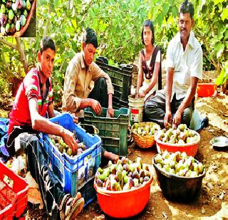 Figures worth 5 lakhs in the twenty-one knot | वीस गुंठ्यात अंजिराचे ५ लाखांचे उत्पादन Figures worth 5 lakhs in the twenty-one knot | वीस गुंठ्यात अंजिराचे ५ लाखांचे उत्पादन