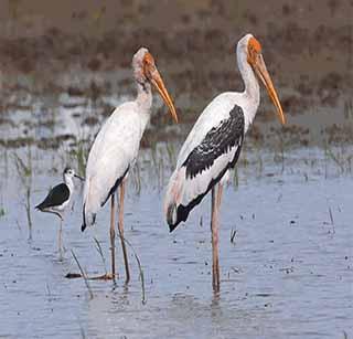 Due to the devastation of birds! | पक्ष्यांच्या स्थलांतरावरही दुष्काळाचा परिणाम ! Due to the devastation of birds! | पक्ष्यांच्या स्थलांतरावरही दुष्काळाचा परिणाम !