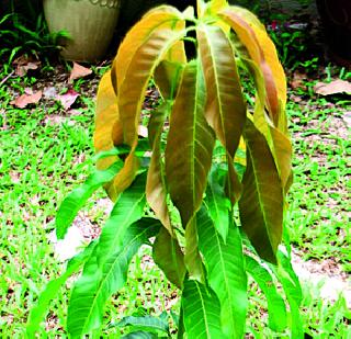 Gaurasthan Amraai! | गावठाणावर आमराई! Gaurasthan Amraai! | गावठाणावर आमराई!