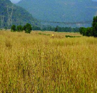 Bhatminsini fear of becoming infertile | भातजमिनी नापीक होण्याची भीती