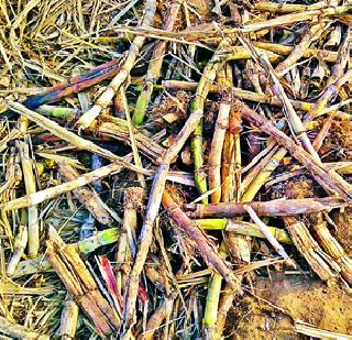 Sugarcane was scratched even if it was scratched! | ऊस वाळून झाल्या खोडक्या तरीही तुटेना ! Sugarcane was scratched even if it was scratched! | ऊस वाळून झाल्या खोडक्या तरीही तुटेना !