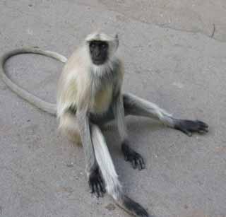 Monkey terror in unhinging! | अनसिंगमध्ये माकडाची दहशत! Monkey terror in unhinging! | अनसिंगमध्ये माकडाची दहशत!