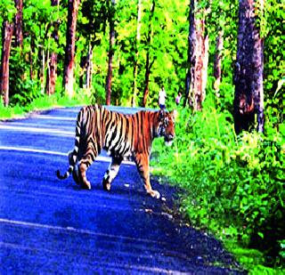 Transit of four tigers in two years from the cemetery | नागझिऱ्यातून दोन वर्षांत चार वाघांचे स्थलांतर Transit of four tigers in two years from the cemetery | नागझिऱ्यातून दोन वर्षांत चार वाघांचे स्थलांतर