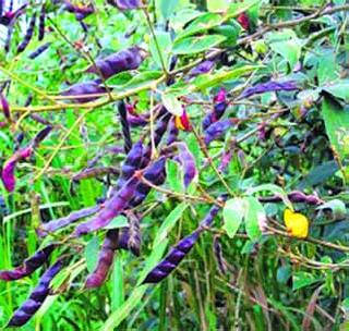 Leprosy Disease | तुरीवर मर रोगाचा प्रादुर्भाव Leprosy Disease | तुरीवर मर रोगाचा प्रादुर्भाव