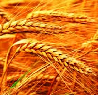 Land of Development Land | भूविकास बँका अवसायनात?