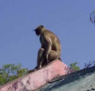 Monkey Panic: Anishing Off Fasteners | माकडाची दहशत: अनसिंग कडकडीत बंद Monkey Panic: Anishing Off Fasteners | माकडाची दहशत: अनसिंग कडकडीत बंद