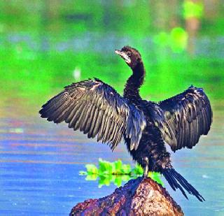 Outside foreign visitors, it is very interesting | परदेशी पाहुण्यांमुळे परिसर होतोय रम्य