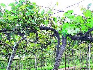 Due to cloudy weather, grape growers are worried | ढगाळ हवामानामुळे द्राक्ष उत्पादक चिंतित Due to cloudy weather, grape growers are worried | ढगाळ हवामानामुळे द्राक्ष उत्पादक चिंतित