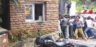 Leopard tremble in Kolhapur | कोल्हापुरात बिबट्याचा थरार