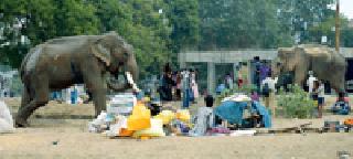 Ale Gajraj: | आले गजराज :