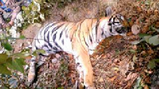 Zaghid Waghin killed with Tiger | वाघासोबतच्या झुंजीत वाघीण ठार Zaghid Waghin killed with Tiger | वाघासोबतच्या झुंजीत वाघीण ठार