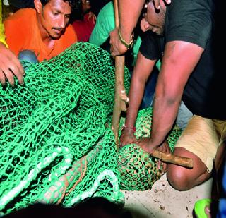 Dysfunctional death | बिथरलेल्या बिबट्याचा संशयास्पद मृत्यू Dysfunctional death | बिथरलेल्या बिबट्याचा संशयास्पद मृत्यू