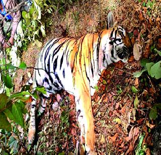 Wagh Singh killed in death! | वाघाशी झालेल्या झुंजीत वाघीण ठार! Wagh Singh killed in death! | वाघाशी झालेल्या झुंजीत वाघीण ठार!