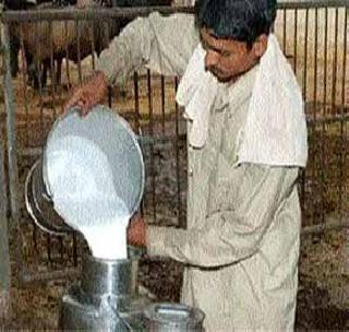 Lack of milk production in Akola district! | अकोला जिल्हय़ातील दुग्धोत्पादन घसरले!