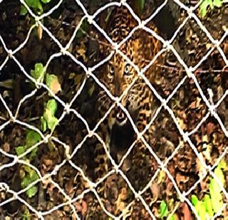 Hunger, death of leopard in a chaos | उपासमार, गोंधळाच्या धक्क्याने बिबट्याचा मृत्यू Hunger, death of leopard in a chaos | उपासमार, गोंधळाच्या धक्क्याने बिबट्याचा मृत्यू