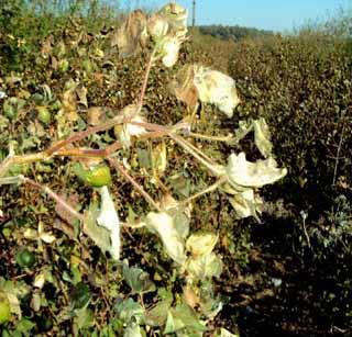 Hearing the departmental commissioner in the hail | गारपिटीकडे विभागीय आयुक्तांचा कानाडोळा