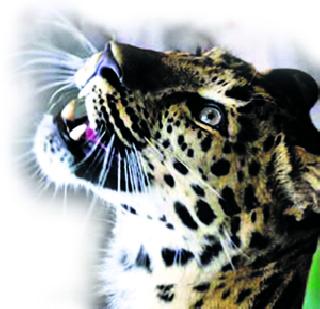 A new shelter for leopards now in the National Park | नॅशनल पार्कमध्ये आता बिबट्यांना नवा निवारा
