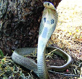 Wildlife conservatory institution ignored | वन्यजीव संरक्षक संस्था उपेक्षितच