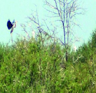 Adventurous birds arrive | चित्रबलाक पक्ष्यांचे आगमन