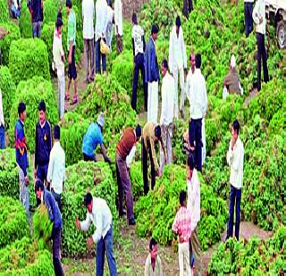 Vegetables by paying a hundred rupees in autos! | शंभर रुपयांत रिक्षा भरुन भाज्या! Vegetables by paying a hundred rupees in autos! | शंभर रुपयांत रिक्षा भरुन भाज्या!