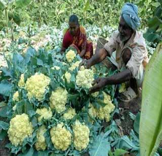 Vidarbha 'group' scheme on paper! | विदर्भात ‘गटशेती’ योजना कागदावरच !