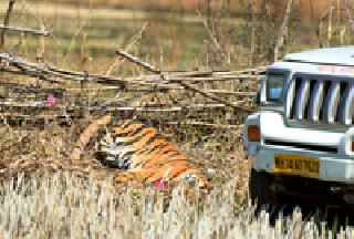Wagina stuck in the farm fencing | शेताच्या कुंपणात अडकली वाघीण Wagina stuck in the farm fencing | शेताच्या कुंपणात अडकली वाघीण