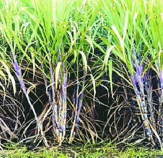Sugar export to be given to 4 thousand rupees | साखर निर्यातीसाठी देणार ४ हजारांचे अनुदान Sugar export to be given to 4 thousand rupees | साखर निर्यातीसाठी देणार ४ हजारांचे अनुदान