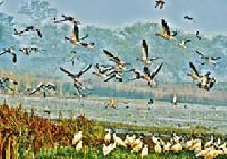 17 capsize on lake again tomorrow | १७ तलावांवर उद्या पुन्हा पक्षीगणना