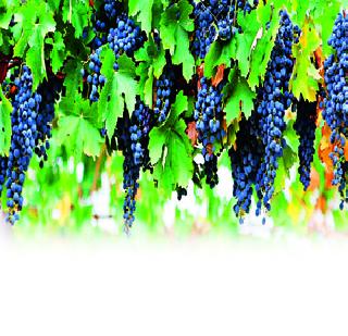 Grapes are out in the Gulf countries | द्राक्षे निघाली आखाती देशांत