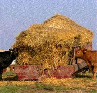 Ban on ferry traffic outside Akola district | अकोला जिल्हय़ाबाहेर चारा वाहतुकीवर बंदी Ban on ferry traffic outside Akola district | अकोला जिल्हय़ाबाहेर चारा वाहतुकीवर बंदी