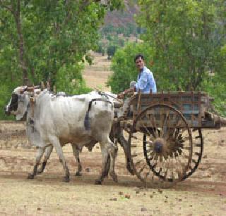 Belgad Málak's Embarrassment meeting tomorrow | बैलगाडामालकांची पाबळला उद्या बैठक